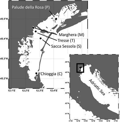 Sediment Features and Human Activities Structure the Surface Microbial Communities of the Venice Lagoon